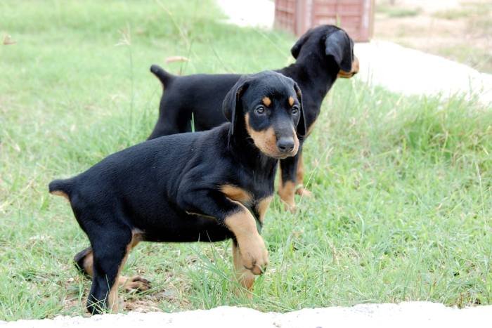 DogsIndia.com - Dobermann - Sasi Kumar