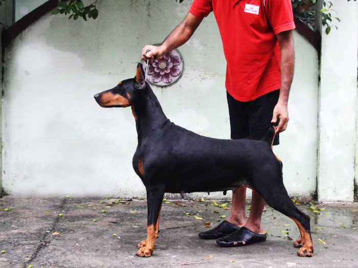 DogsIndia.com - Dobermann - Scarlex - Arun Kumar