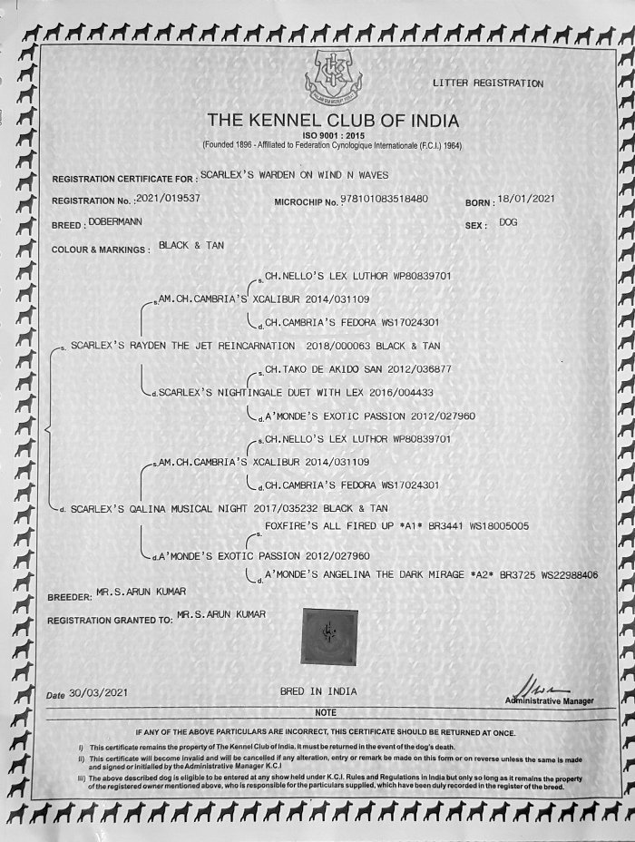DogsIndia.com - Dobermann - Scarlex - Arun Kumar