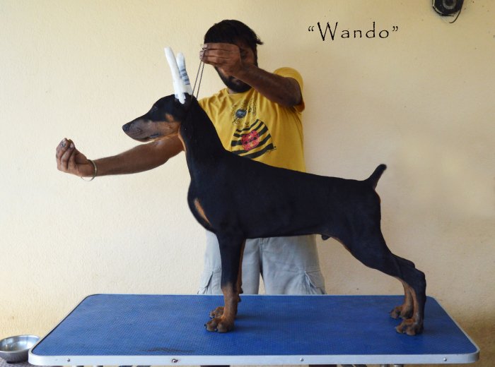 DogsIndia.com - Dobermann - Scarlex - Arun Kumar