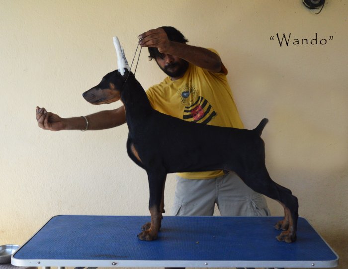 DogsIndia.com - Dobermann - Scarlex - Arun Kumar