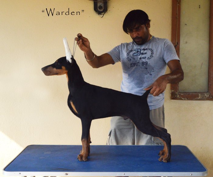 DogsIndia.com - Dobermann - Scarlex - Arun Kumar