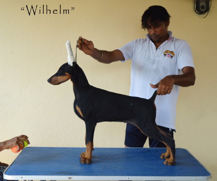 DogsIndia.com - Dobermann - Scarlex - Arun Kumar