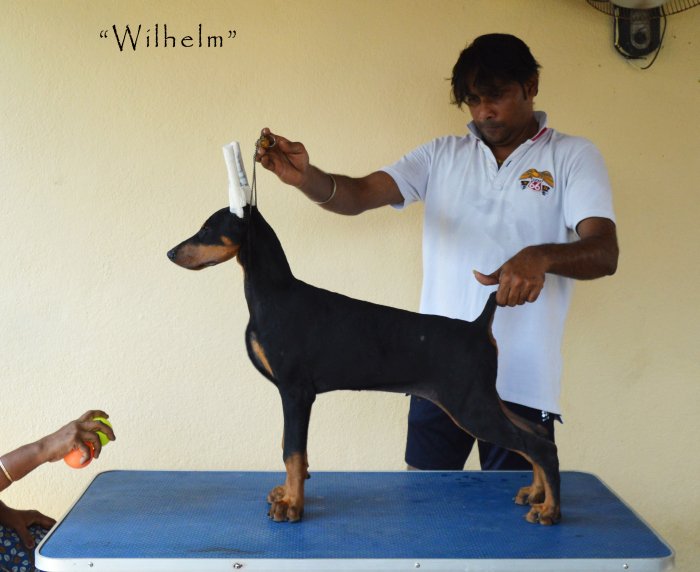 DogsIndia.com - Dobermann - Scarlex - Arun Kumar