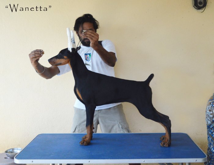 DogsIndia.com - Dobermann - Scarlex - Arun Kumar