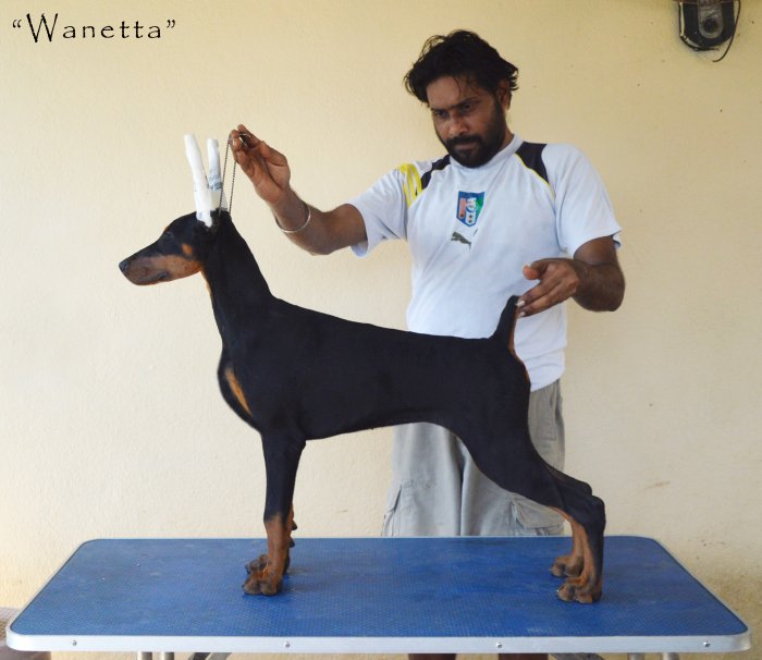 DogsIndia.com - Dobermann - Scarlex - Arun Kumar