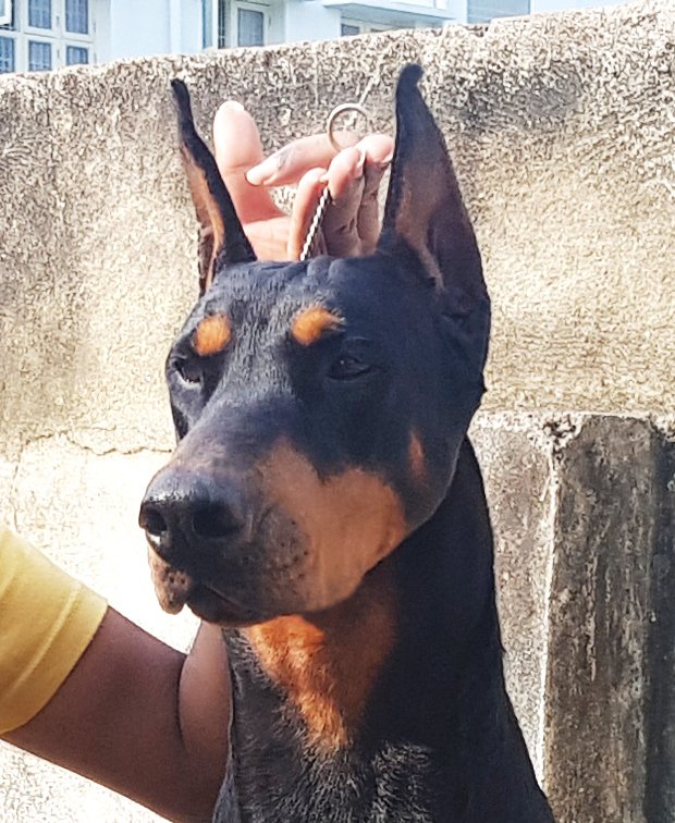 DogsIndia.com - Dobermann - Scarlex - Arun Kumar