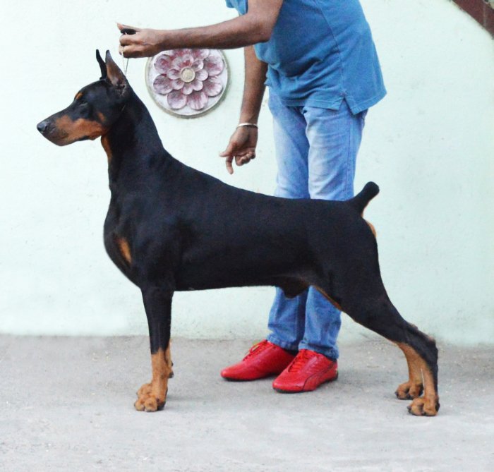 DogsIndia.com - Dobermann - Scarlex - Arun Kumar