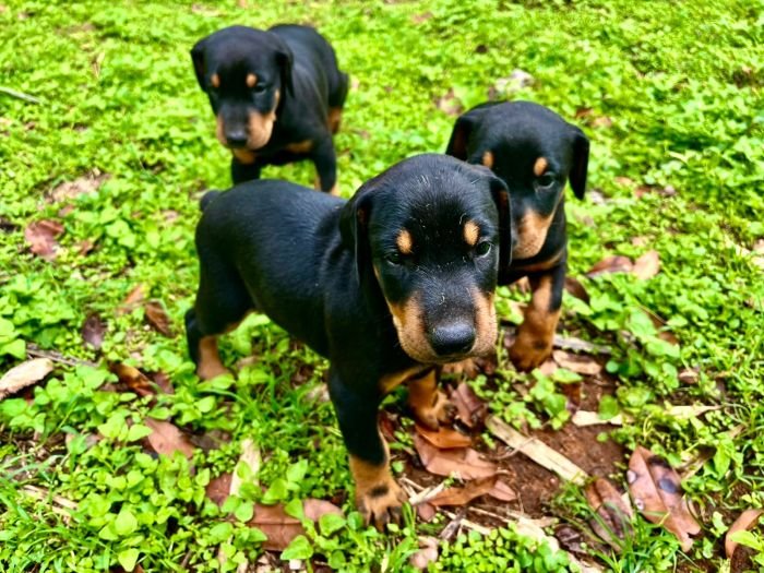 DogsIndia.com - Dobermann - Sumanth