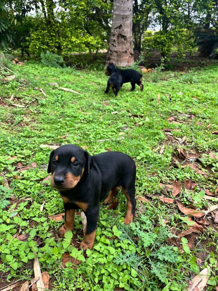 DogsIndia.com - Dobermann - Sumanth