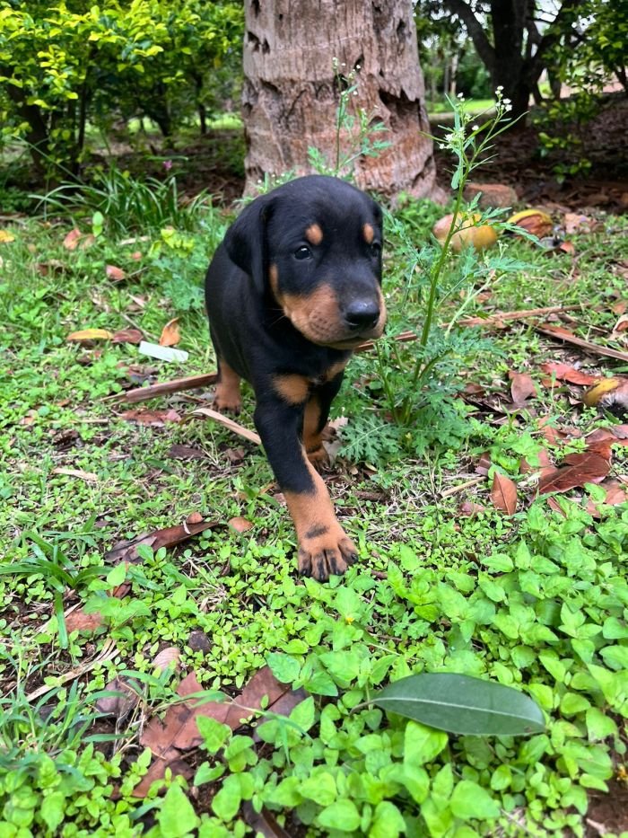 DogsIndia.com - Dobermann - Sumanth