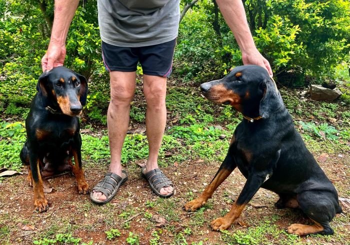 DogsIndia.com - Dobermann - Sumanth