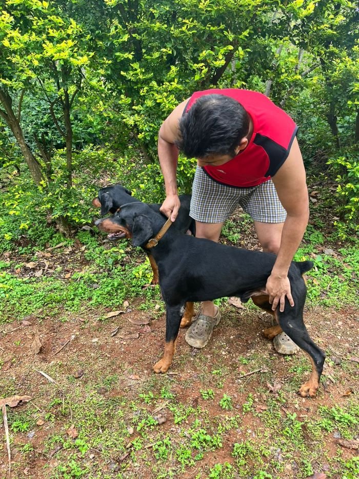 DogsIndia.com - Dobermann - Sumanth