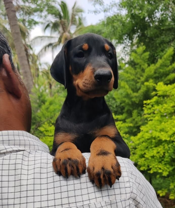 DogsIndia.com - Dobermann - Sumanth