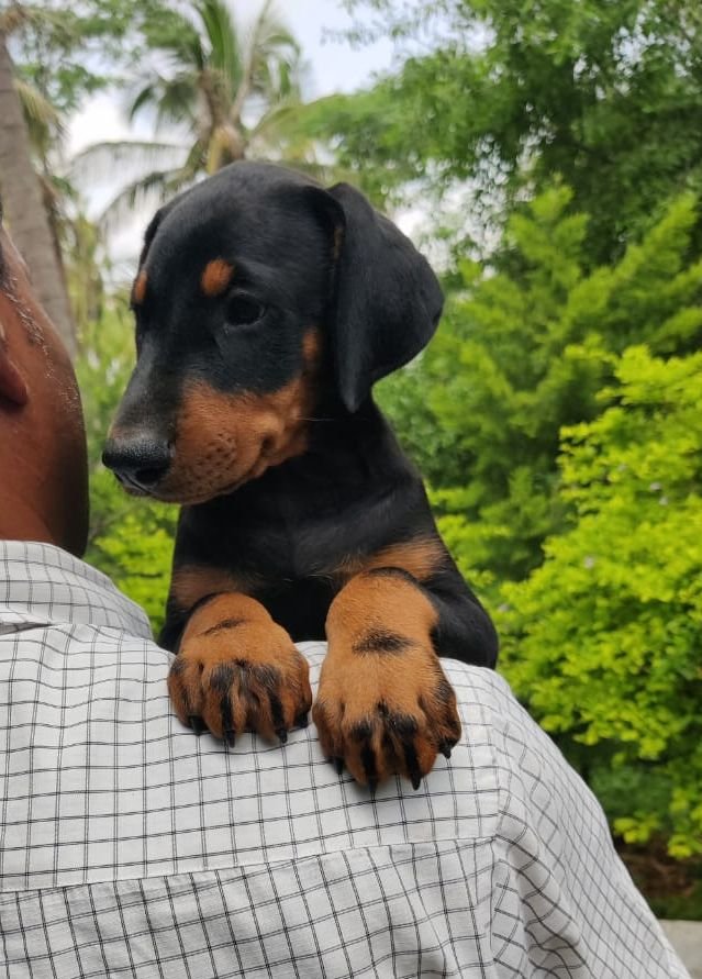 DogsIndia.com - Dobermann - Sumanth