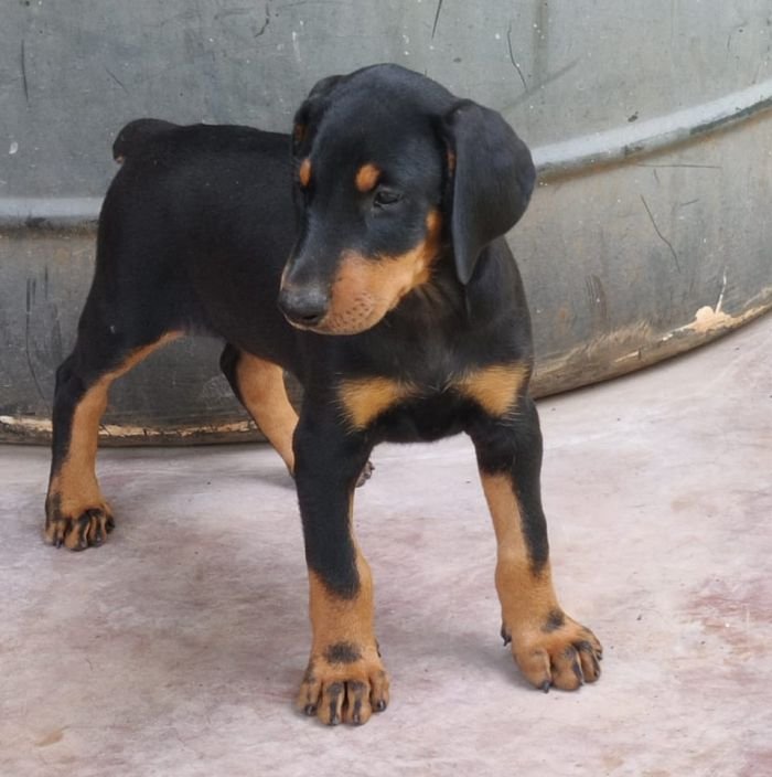 DogsIndia.com - Dobermann - Sumanth