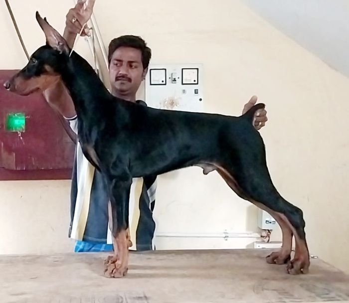 DogsIndia.com  Dobermann  Thirumurugan