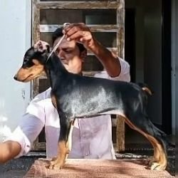DogsIndia.com  Dobermann  Thirumurugan