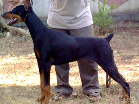 Dobermann Dam Sagar Harshe