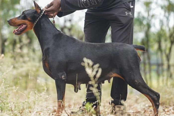 DogsIndia.com - Dobermann - Vemo Outriders Kenne