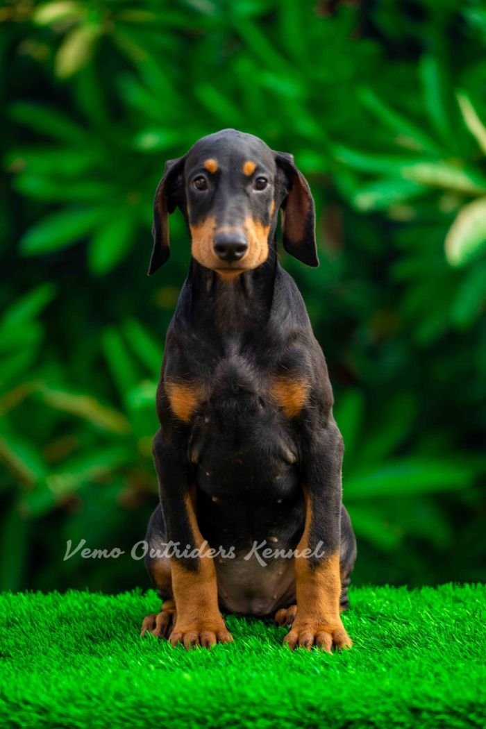 DogsIndia.com - Dobermann - Vemo Outriders Kenne