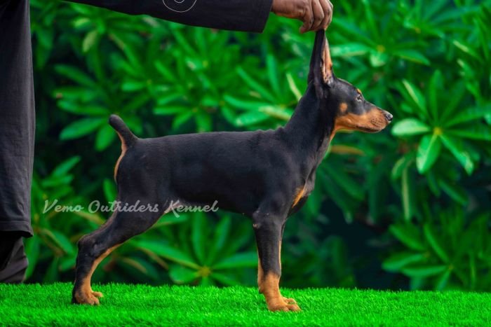 DogsIndia.com - Dobermann - Vemo Outriders Kenne