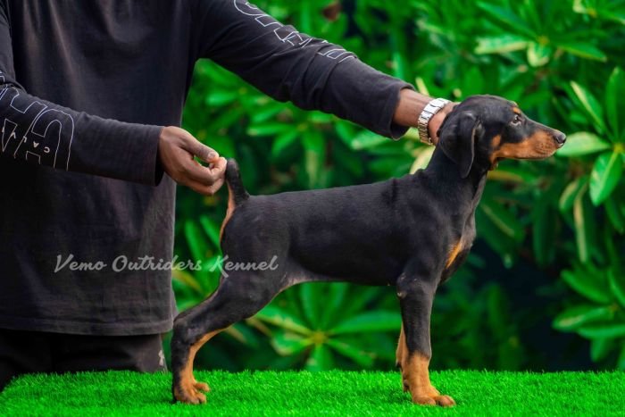 DogsIndia.com - Dobermann - Vemo Outriders Kenne