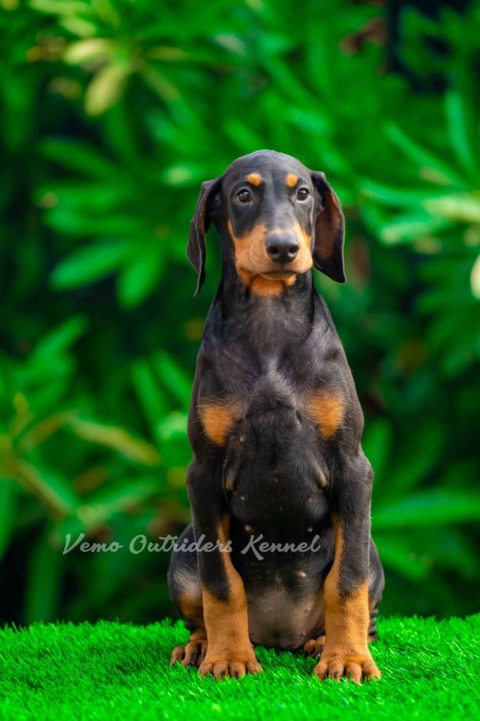 DogsIndia.com - Dobermann - Vemo Outriders Kenne