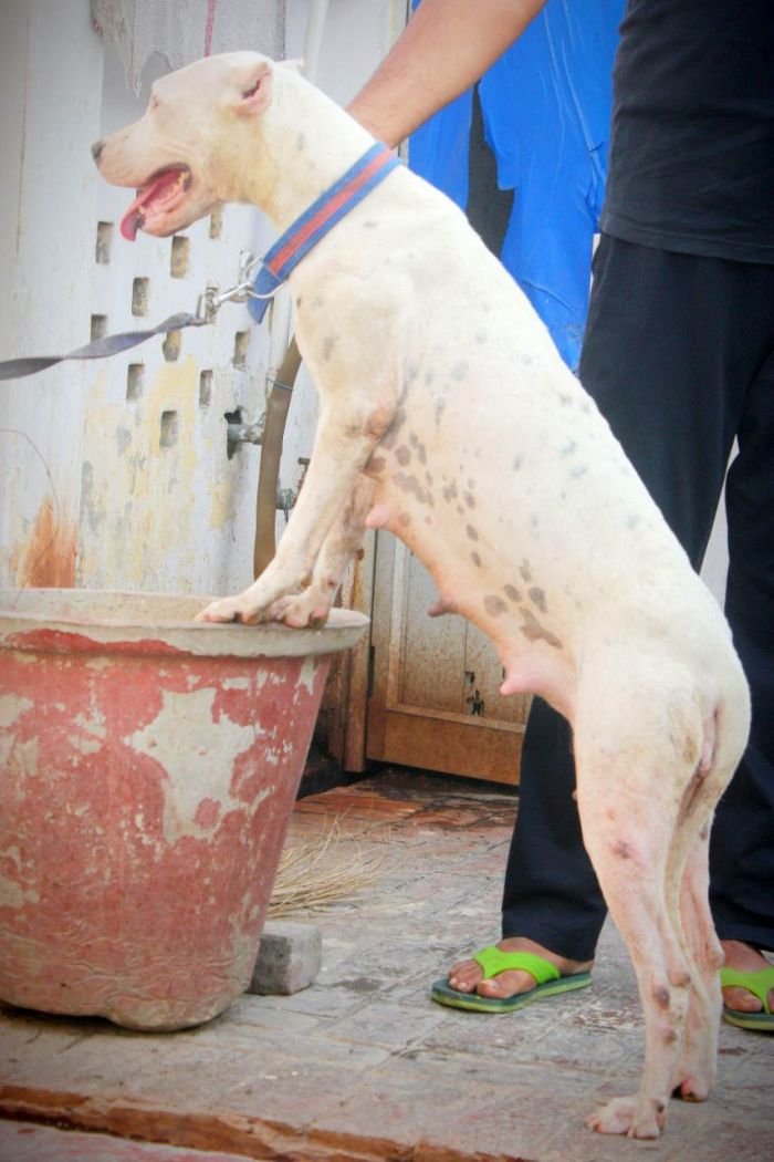DogsIndia.com - Dogo Argentino - Aatif