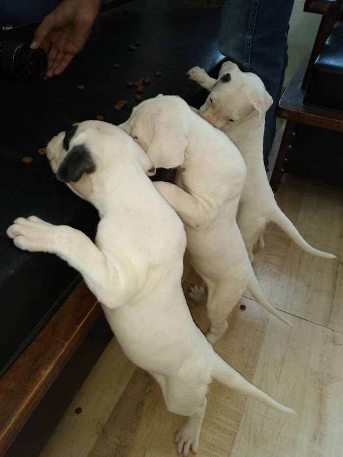 DogsIndia.com - Dogo Argentino - Aatif