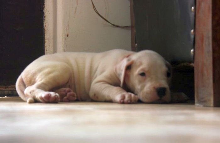 DogsIndia.com - Dogo Argentino - Aatif