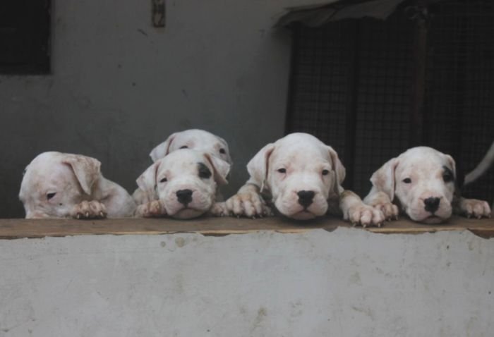 DogsIndia.com - Dogo Argentino - Aatif