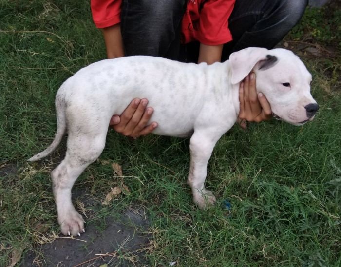 DogsIndia.com - Dogo Argentino - Aatif