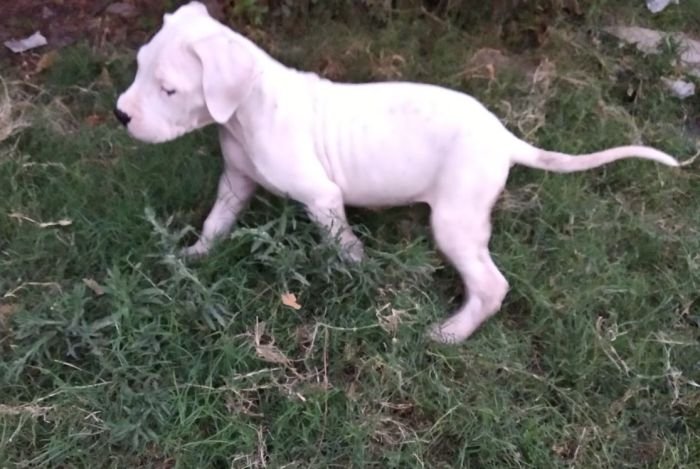 DogsIndia.com - Dogo Argentino - Aatif