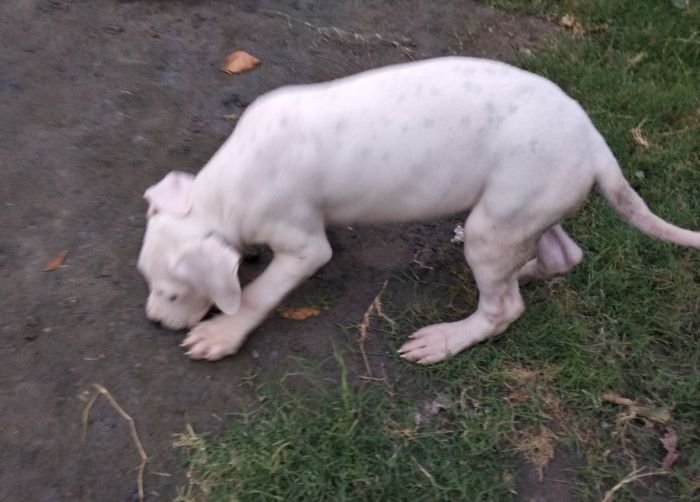 DogsIndia.com - Dogo Argentino - Aatif