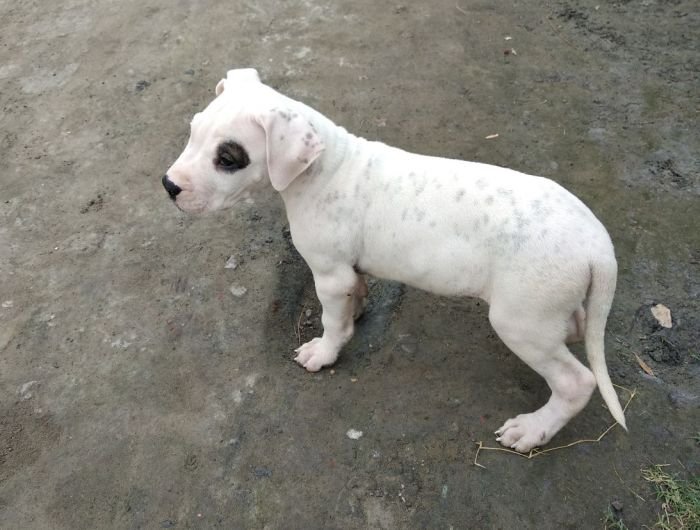 DogsIndia.com - Dogo Argentino - Aatif