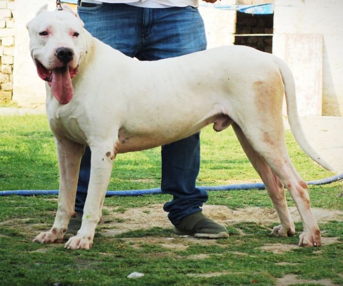 DogsIndia.com - Dogo Argentino - Aatif