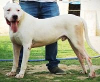 DogsIndia.com - Dogo Argentino - Aatif