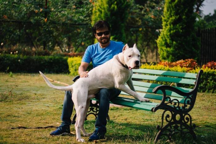 DogsIndia.com - Dogo Argentino - Kotwal
