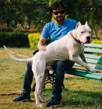 DogsIndia.com - Dogo Argentino - Kotwal
