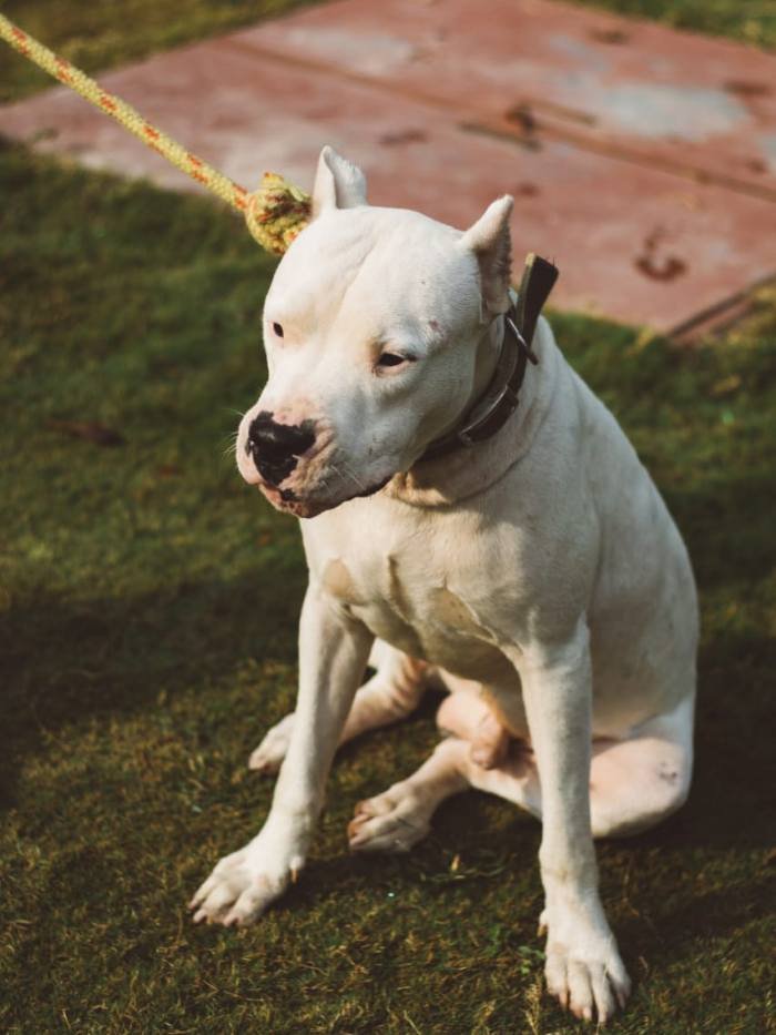 DogsIndia.com - Dogo Argentino - Kotwal