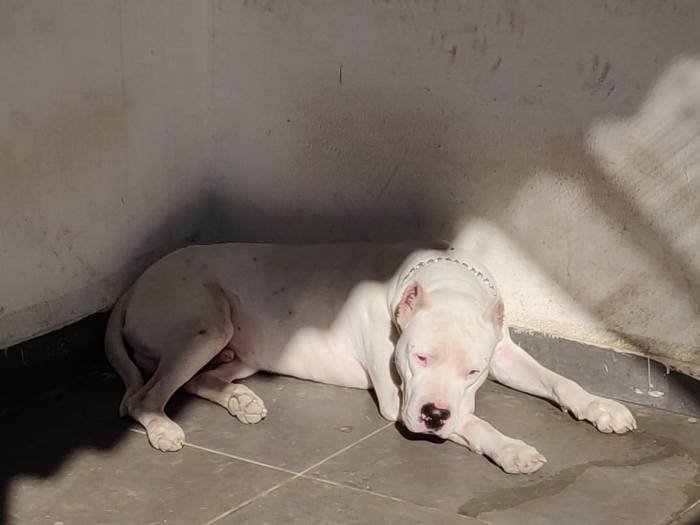 DogsIndia.com - Dogo Argentino - Kotwal