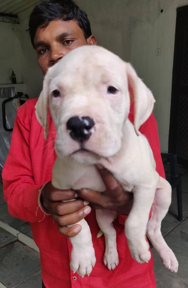 DogsIndia.com - Dogo Argentino - Kotwal