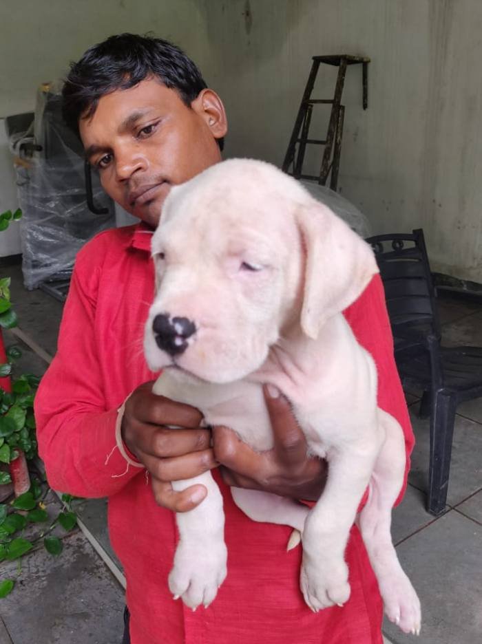DogsIndia.com - Dogo Argentino - Kotwal
