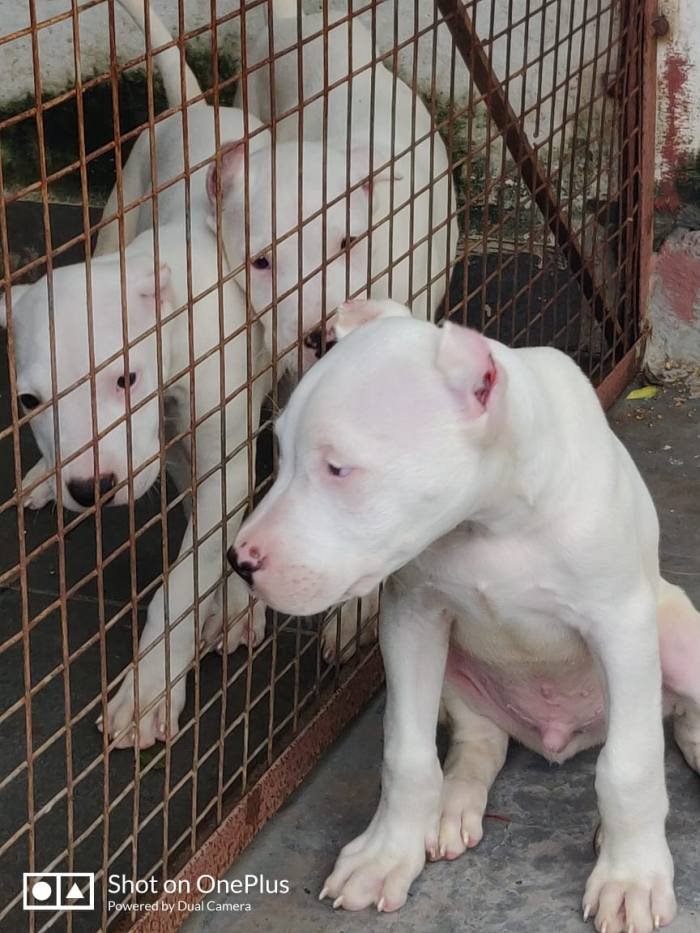 DogsIndia.com - Dogo Argentino - Kotwal