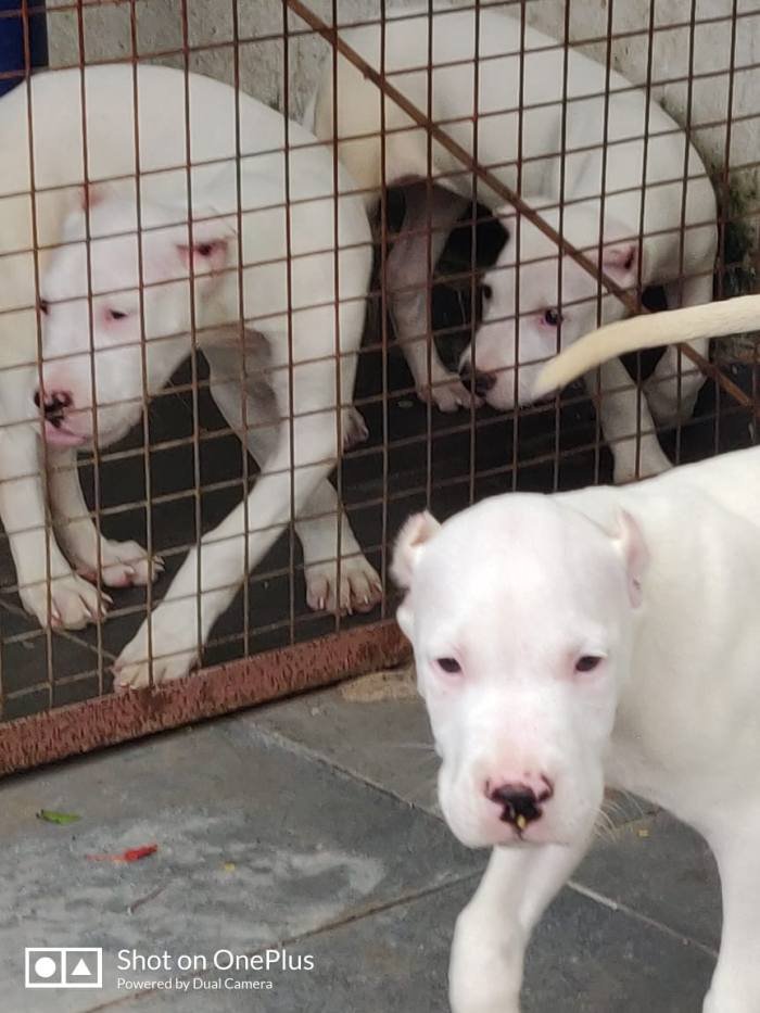DogsIndia.com - Dogo Argentino - Kotwal