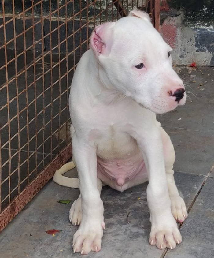 DogsIndia.com - Dogo Argentino - Kotwal
