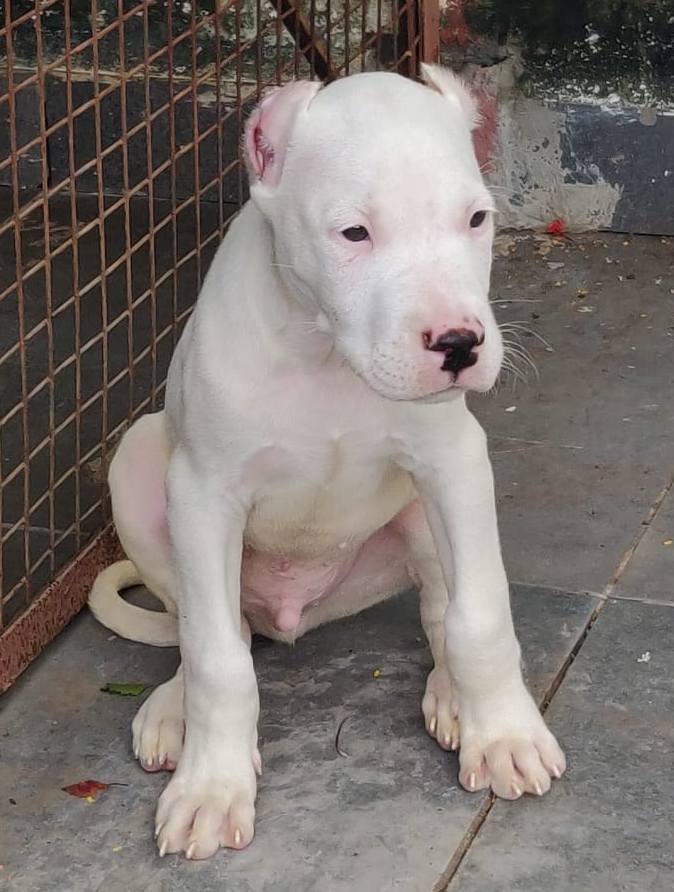 DogsIndia.com - Dogo Argentino - Kotwal