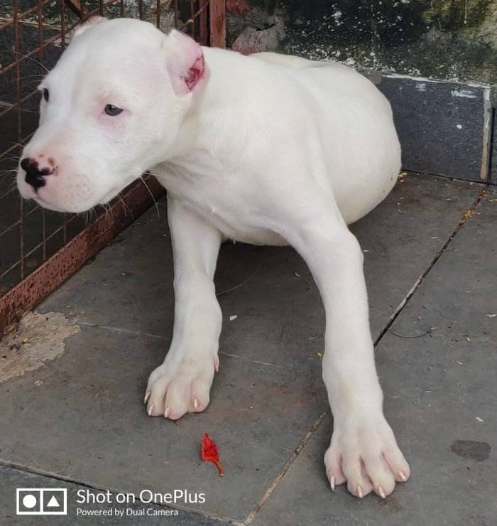 DogsIndia.com - Dogo Argentino - Kotwal