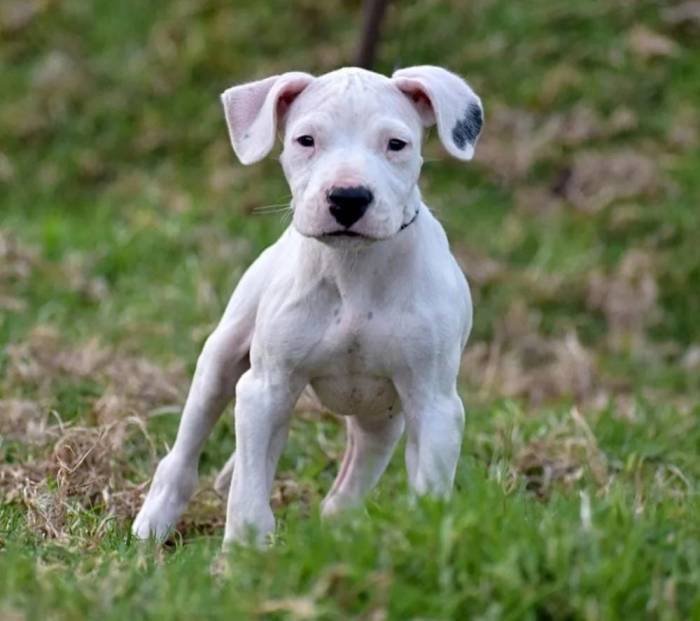 DogsIndia.com - Dogo Argentino - Rajesh